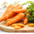 Best Price Carrots For Wholesale Export Chinese Natural Fresh Carrots